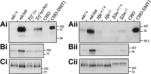 Fig. 1. Expression of DMT1 protein in the duodenum of. / Trf hpx/hpx,Hfe−/−, andB2m−/− mice. Membrane proteins isolated from proximal duodenum of the different mice were fractionated on 10% acrylamide gels and transferred to polyvinylidene difluoride membranes. For comparison, microsomal fractions from mk/+and mk/mk mice were included in the analysis. To demonstrate the specificity of the anti-DMT1 antibody, membrane proteins from CHO cells or CHO cells expressing a c-Myc–tagged DMT1 protein (CHO-DMT1) were also included (Ai and Aii). Immunoblotting was performed with antibodies raised against DMT1 (Ai and ii), transferrin receptor (Bi and Bii), and Bgp1 proteins (Ci and ii). The positions and sizes (in kd) of molecular weight markers are indicated on the right.