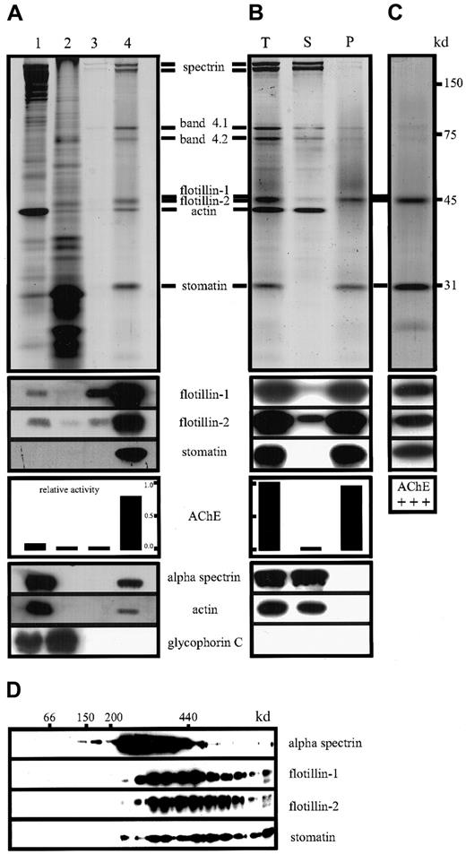 Fig. 1. Identification and characterization of human erythrocyte lipid raft-associated proteins. / (A) A total of 150 μL of packed red cells was extracted with 0.5% Triton X-100 on ice and centrifuged. The lipid rafts were prepared from the detergent-insoluble pellet by discontinuous density gradient centrifugation as described in method A. Twenty 150 μL fractions were collected from the top and pooled according to their contents. Aliquots of these pools were analyzed by 11% polyacrylamide gel electrophoresis/silver staining (top panel), Western blotting, and for AChE activity, as indicated. Lane 1, pellet resuspended in 300 μL TBS; lane 2, fractions 17 to 20 (high density); lane 3, fractions 9 to 16 (medium density); lane 4, fractions 7 to 8 (lipid rafts). Fractions 1 to 6 (low density, not shown) did not contain protein. (B) Lipid rafts prepared by method A were extracted with Na2CO3 and pelleted. Aliquots of the total sample before extraction (T), the supernatant (S), and resuspended pellet (P) were analyzed by silver staining/immunoblotting and for AChE activity. (C) Lipid rafts containing only integral proteins were prepared in one step from 100 μL of packed red cells as described in method B. The raft proteins were analyzed by gel electrophoresis/silver staining, Western blotting, and for AChE activity, as indicated. (D) Analysis of oligomeric complexes. Lipid rafts prepared by method A were solubilized in 0.5% Triton X-100 at 37°C, and 200 μL of the extract was subjected to sucrose density (5%-30%) centrifugation. Eighteen fractions were collected and analyzed by immunoblotting, as indicated. Molecular masses of marker proteins are in kilodaltons.