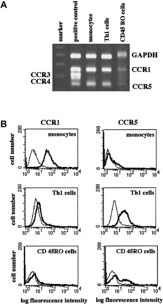 Fig. 1. Differential expression of CCR1 and CCR5 on monocytes, TH1 cells, and memory T cells. / RNA was extracted from monocytes, TH1-like cells (clone 305), or purified CD45RO+CD4+ T cells and subjected to RT-PCR. PCR products were analyzed by agarose gel electrophoresis with positive control. Complementary DNA (cDNA) for CCR1-5 was provided in the CytoXpress Multiplex-PCR kit. Shown is a representative gel (A). Cells were stained with isotype control (dotted line) or specific CCR mAbs (solid line) and analyzed in a FACScan. Shown are representative histograms (B).