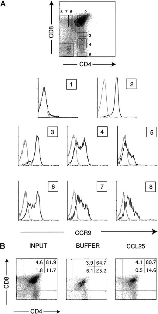 Fig. 2. Characterization of CCR9 expression on different thymocyte subsets. / (A) Thymocytes were stained in 3-color assays with the affinity-purified rabbit antimouse CCR9 pAb K629, which was followed by anti-CD4, anti-CD8, and antirabbit Ig-FITC (bold line). Numbered histograms show the CCR9 expression of the corresponding gated cell subpopulations indicated in the CD4/CD8 plot. Control stainings with an irrelevant rabbit antimouse serum are also shown (dotted line). (B) Flow cytometry analysis of thymocytes that have migrated in response to 300 nM CCL25 or control buffer. Thymocytes in the lower chamber of Transwell inserts were counted and stained with anti-CD4 and anti-CD8 pAbs. The percentage of cells in each subset is shown (upper right); analysis of input thymocytes is also shown. Representative results are shown of more than 10 independent experiments performed.
