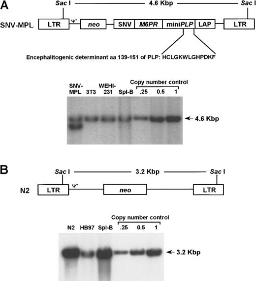 Fig. 1. Retroviral vectors SNV-MPL, N2, and gene transfer efficiency. / Upper panels depict diagrams of the MoMLV-derived vectors used in these studies. The relevant restriction enzymes and the distance between them are indicated. Ψ+ represents the packaging signal. Lower panels illustrate the gene transfer efficiency obtained with each vector as assayed by Southern blotting. (A) pSNV-MPL contains the MPL cassette under the transcriptional control of the spleen necrosis virus U3 promoter (SNV) and the neo marker gene. Southern blotting was performed on genomic DNA extracted from SNV-MPL producer cells, SNV-MPL-infected 3T3 cells, SNV-MPL- infected WEHI 231 B-cell line, SNV-MPL cocultivated primary, spleen B cells, and copy number controls as indicated above each lane. (B) pN2 (provided by E. Gilboa) contains only the neo marker gene driven directly by MoMLV LTR. Southern blotting analysis was performed on genomic DNA extracted from N2 producer cells, N2-infected HB97 B-cell line, N2 cocultivated primary, spleen B cells, and copy number controls as indicated above each lane.