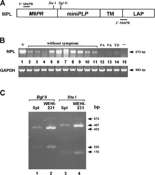 Fig. 2. Exogenous gene expression in mice treated with primary B cells infected with SNV-MPL vector virus expressing PLP. / (A) A diagram of the MPL cassette is depicted. Recognition sites for the restriction enzymes StuI and BglII are indicated as well as the positions of the primers 5′-M6PR and 3′-M6PR used for RT-PCR. (B) RT-PCR amplification was performed on total RNA extracted from the spleens of protected (lanes 2-11) and unprotected (lanes 12-14) mice reconstituted with SNV-MPL–infected B cells. PA and TD indicate paralysis and tail drop, respectively. Lane 1 represents SNV-MPL infected, neo-selected WEHI 231 cells as positive control and lane 15 represents spleen from an untreated normal control mouse. The amplification of the housekeeping gene GAPDH was performed in each sample to ensure that equal levels of cDNA were used. (C) To confirm that the amplified sequence corresponds to the exogenous sequence, some of the amplified products were purified and analyzed by restriction enzyme digestion. Lanes 1 and 3 represent the DNA from a protected mouse and lanes 2 and 4 represent DNA from the SNV-MPL–infected WEHI 231 cell line. Lanes 1 and 2 were digested withBglII and lanes 3 and 4 were digested with StuI. Both enzymes cut once within the amplified sequence and yielded the expected size bands.