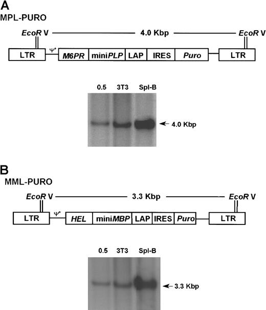 Fig. 3. Retroviral vectors MPL-PURO, MML-PURO, and gene transfer efficiency. / (A) pMPL-PURO contains the same MPL cassette used in SNV-MPL with the difference that in this vector the cassette is under the transcriptional control of the viral LTR. The puromycin resistance gene (puro) is translated from an IRES (provided by J. Zhang) and was placed 3′ of the MPL cassette. Southern blotting was performed on genomic DNA from MPL-PURO–infected 3T3 cells, MPL-PURO cocultivated primary spleen B cells, and a 0.5 copy number control as indicated. (B) pMML-PURO contains the MML chimeric gene under the transcriptional control of the viral LTR and the puro gene, which is translated from IRES. Southern blotting was performed on genomic DNA extracted from MML-PURO–infected 3T3 cells, MML-PURO cocultivated primary spleen B cells, and a 0.5 copy number control as indicated.