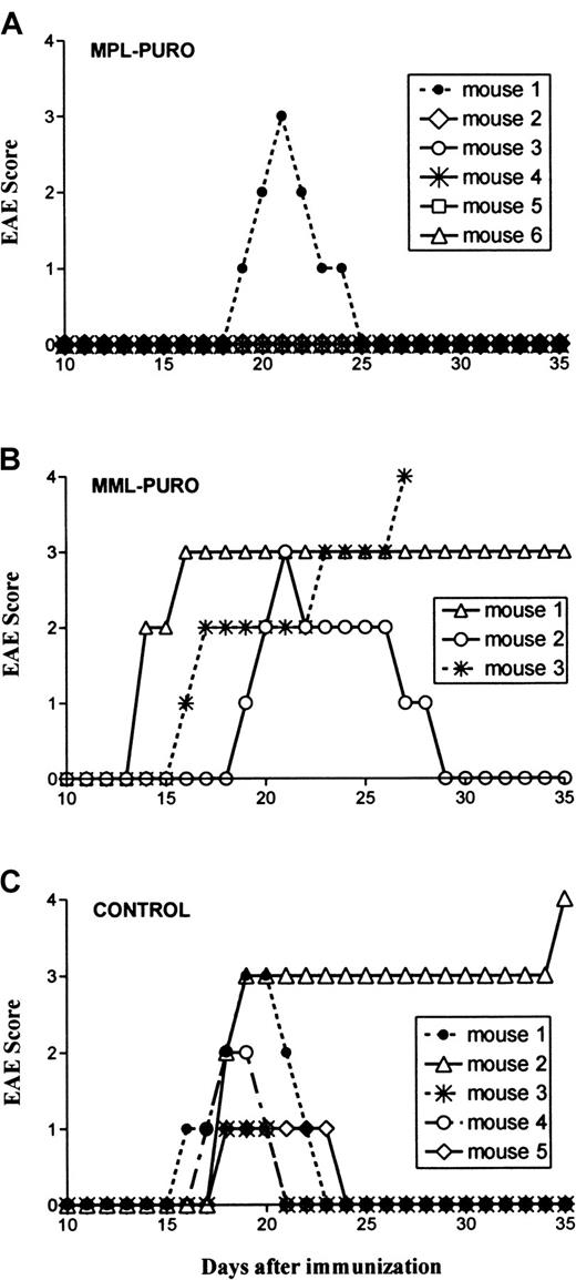 Fig. 4. Protection from EAE induction by B cells transduced with the MPL-PURO vector virus. / Each symbol represents an individual mouse. Mice were treated with transduced B cells 7 to 10 days before induction of EAE. EAE was scored as described in “Material and methods.” (A) Progression of EAE in 6 mice that were treated with MPL-PURO–infected spleen B cells, which express the PLP encephalitogenic determinant. (B) Progression of EAE in 3 mice treated with B cells transduced with MML-PURO, which express the encephalitogenic determinant of MBP. (C) Progression of EAE in 5 untreated syngeneic-sex and age-matched control mice. Group A is significantly different from groups B and C (P < .05).