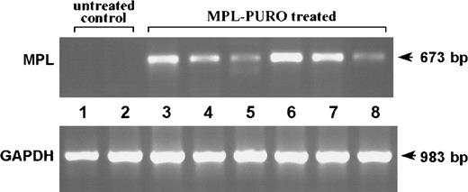 Fig. 8. Expression of MPL chimeric gene in mice unresponsive to PLP p139-151. / RT-PCR was performed on total RNA extracted from the spleens of mice reconstituted with MPL-PURO–infected B cells (lanes 3 to 8) and untreated control mice (lanes 1 and 2). The amplification of the housekeeping gene GAPDH was performed in each sample to ensure that equal levels of cDNA were used. Mice shown in lanes 6 to 8 were primed with PLP p139-151 and mice shown in lanes 3 to 5 were primed with KLH.