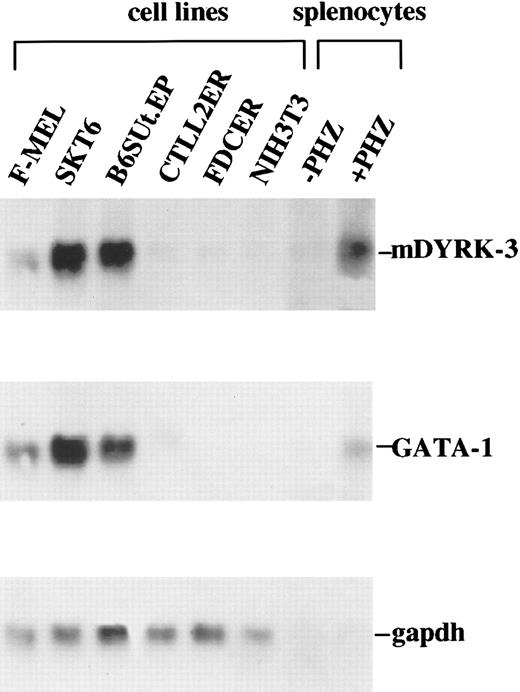 Fig. 1. mDYRK-3 transcripts are expressed at high levels in erythroid cell lines. / In a panel of murine cell lines, levels of mDYRK-3 transcript expression were assayed by Northern blotting. Included were Friend-virus–transformed MEL and SKT6 erythroleukemic cells, Epo-responsive and εy-globin positive B6SUt.EP cells, lymphoid CTLL-2(ER) cells, myeloid FDC(ER) cells, and NIH 3T3 fibroblasts. Also analyzed were splenocytes from control and phenylhydrazine-treated mice. Probes used were 32P-labeled 5′ fragments of human DYRK-3 and murine GATA-1 cDNAs. Equivalence in loading was assessed by hybridization to a32P-GAPDh cDNA.