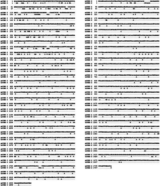 Fig. 2. mDYRK-3 and mDYRK-2: novel members of the DYRK family of dual-specificity kinases. / Shown are Clustal W alignments between cDNAs for murine vs human DYRK-3 (left column) and murine vs human DYRK-2 (right column). Homologies are 83.3% between murine vs human DYRK-3, and 90.1% between murine vs human DYRK-2.