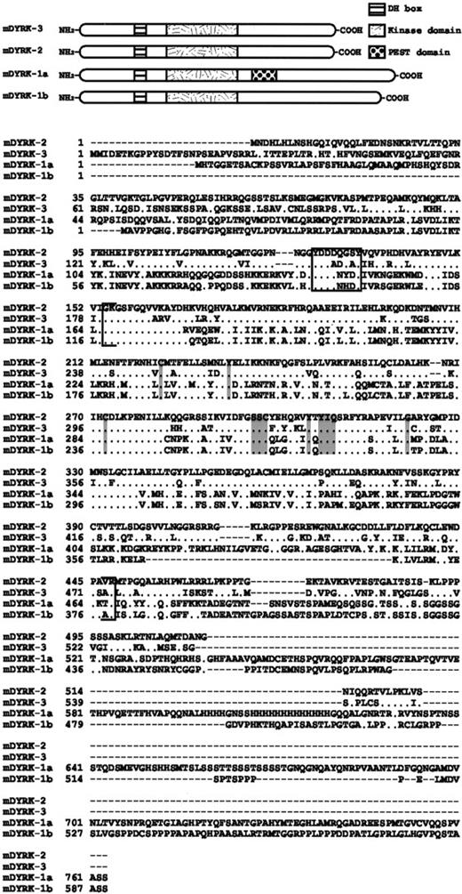 Fig. 3. Structural features of mDYRK kinases. / Upper panel: Cartoons depict mDYRK-3, mDYRK-2, mDYRK-1a, and mDYRK-1b, including conserved kinase subdomains, DYRK homology (DH) boxes, and, in mDYRK-1a, a PEST domain. Lower panel: Shown are Clustal W sequence alignments for mDYRK-3, mDYRK-2, mDYRK-1a, and mDYRK-1b. Indexed are DH boxes (boxed), predicted kinase subdomains I through XI (bracketed), and residues characteristic of DYRK kinases that in other kinases are rare at these positions (shaded residues).