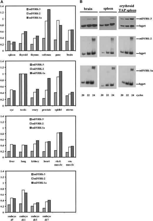 Fig. 5. Expression of mDYRK-3, mDYRK-2, and mDYRK-1a among murine tissues and within control splenocytes, erythroid splenocytes, and brain. / (A) Transcript-specific probes were prepared by RT-PCR, cloned to pCRScript, 32P-labeled, and hybridized to an array of polyA+ RNAs from murine tissues. Graphed are relative levels of transcript expression, with values normalized to levels in testes. (B) 32P–RT-PCR was used to assay levels of mDYRK-3, mDYRK-2, and mDYRK-1a transcripts in brain, control splenocytes (“spleen”), and erythroid splenocytes from mice treated with TAP. As an internal control, hgprt transcripts were also assayed. At the cycles indexed, products were analyzed by polyacrylamide gel electrophoresis and autoradiography.