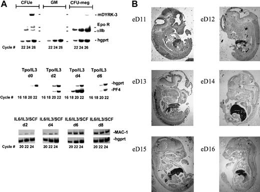 Fig. 6. Expression of mDYRK-3 at high levels in primary progenitor cells of erythroid lineage. / (A) To determine the extent to which mDYRK-3 expression might be limited to erythroid progenitor cells, marrow cells were cultured under conditions selective for the outgrowth of erythroid, granulocytic and monocytic (g/m), or megakaryocytic progenitor cells.31 At time points determined in advance to correspond to maximum enrichment of late progenitor cells in each series, RNA was prepared and levels of mDYRK-3 (and hgprt) transcripts were assayed (upper panel). (For erythroid, granulocytic and monocytic, and megakaryocytic lineages, this corresponded to days 3, 7, and 4 of culture, respectively). Illustrated in center and lower panels are profiles of pf4 transcript expression in Tpo/IL-3–expanded cultures (megakaryocytic cells), and of mac-1 transcript expression in IL-6/IL-3/SCF–expanded cultures (granulocytic and monocytic). For erythroid cells, profiles have been characterized previously.2431 (B) The mDYRK3 transcript expression was also analyzed in staged and sectioned mouse embryos at days 11 through 16 by in situ hybridization to a33P-UTP–labeled mDYRK3-specific antisense RNA probe. The strong hybridization to fetal liver shown is representative of 4 independent sections and was maximal at days 12 through 15.