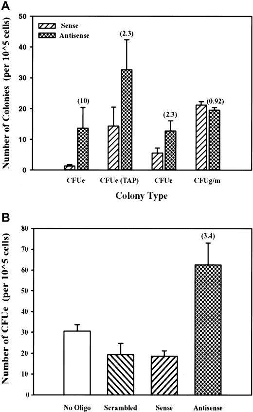 Fig. 8. Selective enhancement of CFU-E formation by mDYRK-3 antisense oligonucleotides. / (A) Bone marrow cells or TAP-treated erythroid splenocytes were incubated (in PBS plus mSCF) with antisense (filled histogram) or sense oligonucleotides (hatched histogram) to mDYRK-3 transcripts and were transferred directly to colony-forming assays. Indexed in parentheses are fold-increases in CFU-E numbers that are due to exposure to antisense (vs sense) oligonucleotides. Also illustrated is the absence of effects of mDYRK-3 antisense (or sense) oligonucleotides on CFU-GM formation. (B) The results of additional independent experiments in which erythroid sphenocytes from TAP-treated mice were used and in which the additional controls of a scrambled antisense oligonucleotide, or no oligonucleotide, were included.
