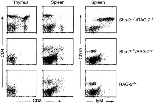 Fig. 1. Shp-2 is required for T- and B-lymphocyte development. / Thymocytes or splenocytes were stained with anti-CD4 and anti-CD8a; splenocytes were also stained with anti-IgM and anti-CD19. Live cells (10 000) were collected and analyzed for each sample. Data from one Shp-2+/−/Rag-2−/− and one Shp-2−/−/Rag-2−/− chimera are shown. We examined 4 Shp-2−/−/Rag-2−/− chimeric animals and obtained consistent results.