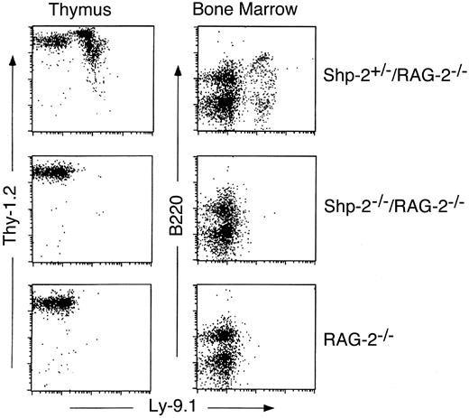 Fig. 2. The Shp-2 mutation blocks lymphopoiesis at the precursor stage. / Thymocytes were stained with anti-LY9.1 and anti–THY-1, and bone marrow cells were stained with anti-LY9.1 and anti-B220 and analyzed by flow cytometry. Results from one Shp-2+/−/Rag-2−/− and one Shp-2−/−/Rag-2−/− chimera are shown. Four Shp-2−/−/Rag-2−/− chimeric animals were examined, and consistent results were obtained.