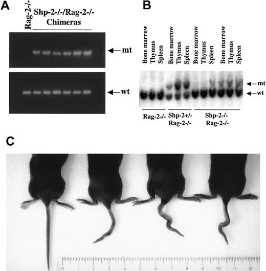 Fig. 3. Detection of chimerism. / (A) PCR analysis of tail DNA. To detect the contribution of Shp-2−/− ES cells to the body of chimeric animals, tail DNA was extracted from Shp-2−/−/Rag-2−/−chimeras as well as one Rag-2−/− animal as a control. Detection of wild-type (wt) and mutant (mt) Shp-2 alleles was done by PCR analysis. (B) Southern blot analysis of DNA extracted from bone marrow, thymus, and spleen of Shp-2+/−/Rag-2−/− or Shp-2−/−/Rag-2−/− chimeras. Wild-type and mutant Shp-2 alleles were detected using a specific probe as described previously.8 (C) One Rag-2−/− animal (left) and 3 Shp-2−/−/Rag-2−/− chimeric mice with kinky tail are shown.
