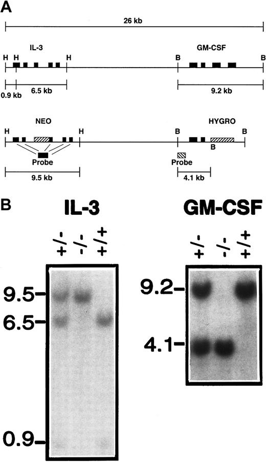 Fig. 1. Generation of GM-CSF/IL3–deficient mice. / (A) Structure of the wild-type and targeted GM-CSF/IL-3 loci. (B). Genotyping of wild-type, heterozygous, and homozygous doubly deficient animals. Tail DNA was digested with either HindIII orBamHI and characterized by Southern analysis using the indicated probes.
