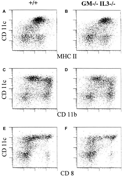 Fig. 2. GM-CSF/IL-3–deficient and wild-type mice mount comparable dendritic cell responses to Flt3-ligand. / Splenocytes from mutant and wild-type animals were harvested 14 days after injection of Flt3-ligand–secreting B16 cells and stained for CD11c, MHC II, CD11b, and CD8. (A,C,E) Wild-type mice. (B,D,F) GM-CSF/IL-3–deficient mice.