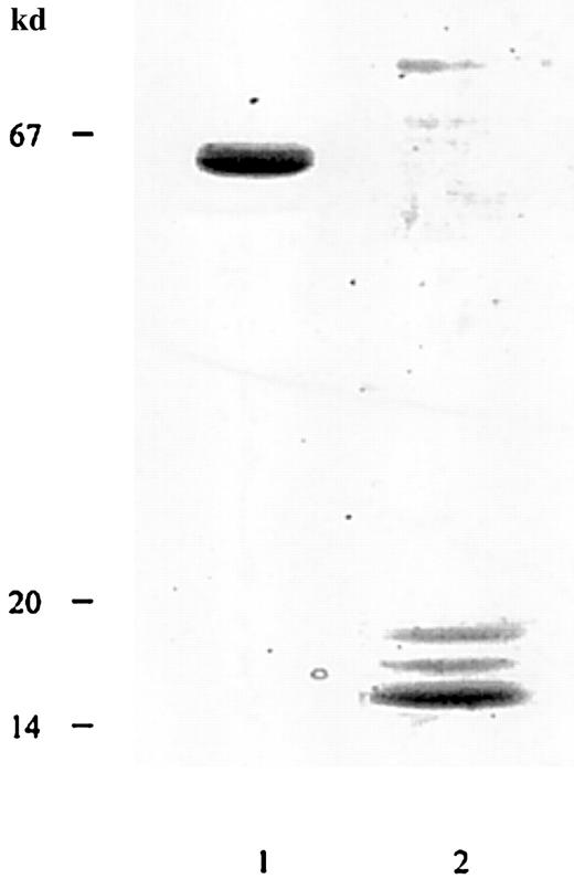 Fig. 1. Determination of apparent molecular mass of alboaggregin A. / SDS-gel electrophoresis of FPLC-purified alboaggregin A under nonreducing (lane 1) and reducing (lane 2) conditions. The molecular mass standards were albumin (67 kd), soybean trypsin inhibitor (20 kd), and α lactalbumin (14 kd).