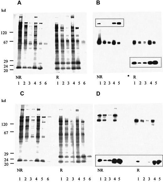 Fig. 5. Binding of biotinylated platelets to alboaggregin A. / Biotinylated platelet proteins eluted from an alboaggregin A affinity column with increasing amounts of SDS were separated by SDS-PAGE (7%-17% acrylamide gradient) and transferred to PVDF membranes. (A) Membranes were incubated with avidin-coupled alkaline phosphatase and detected with BCIP and NBT. (B) Membranes were incubated with anti-GPVI Ab, anti-GPIbβ (framed bands), and a peroxidase-conjugated second Ab and detected by using chemiluminescence. (C) Membranes were incubated with avidin-coupled alkaline phosphatase and stained with BCIP and NBT. (D) Membranes were incubated with anti-GPIb Ab, anti-GPIX (framed bands), and a peroxidase-conjugated second Ab and stained by using chemiluminescence. In each, lane 1 is the WGA-bound fraction of Triton X-100 phase of biotinylated platelet glycoproteins (starting material); lane 2, the flow-through fraction; lane 3, the first fraction eluted with 0.08% SDS; lane 4, the second fraction eluted with 0.08% SDS; lane 5, the fraction eluted with 0.2% SDS; and lane 6, the immunoprecipitation of starting material with (A) anti-GPVI Abs and (C) anti-GPIb Abs.