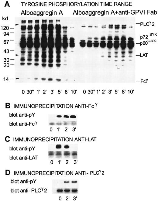 Fig. 7. Time dependence of tyrosine phosphorylation of proteins from platelets activated by alboaggregin A in the presence of Fab fragments of anti-GPVI Abs. / Washed platelets (700 μL) were stirred at 1100 rpm at 37°C with or without Fab fragments of GPVI Abs. After the addition of 0.5 μg/mL alboaggregin A, aliquots were removed at the times indicated and dissolved in SDS buffer containing inhibitors. (A) After separation by SDS-PAGE (7%-17% acrylamide gradient) and transfer to PVDF membranes, the proteins were incubated with the antiphosphotyrosine mAb 4G10 before detection by using a peroxidase-linked second Ab and chemiluminescence. (B-D, upper bands) Lysates of resting platelets and platelets activated with 0.5 μg/mL alboaggregin A. Aliquots were immunoprecipitated with antibodies against (B) Fcγ, (C) LAT, or (D) PLCγ2. After SDS-PAGE and Western blotting, the proteins were detected with 4G10 antiphosphotyrosine antibody. (B-D, lower bands) The membranes were then stripped and treated with anti-Fcγ, anti-LAT, or anti-PLCγ2 Abs.