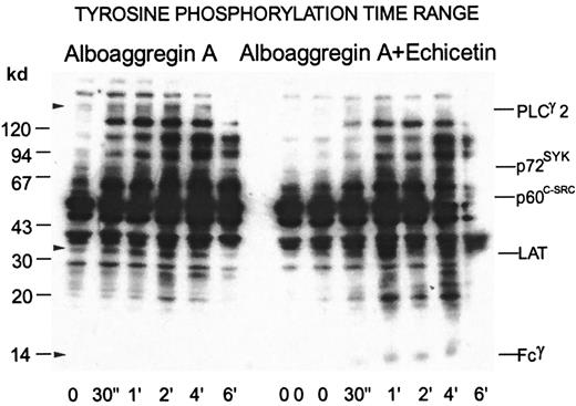 Fig. 8. Time dependence of tyrosine phosphorylation of proteins from platelets activated by alboaggregin A in the presence of echicetin. / Washed platelets (700 μL) were stirred at 1100 rpm at 37°C with or without echicetin (15 μg/mL). After the addition of 0.3 μg/mL alboaggregin A, aliquots were removed at the times indicated and dissolved in SDS buffer containing inhibitors. The time point 00 represents the control before the addition of echicetin and alboaggregin A, whereas the time point 0 was after echicetin was added. After separation by SDS-PAGE (7%-17% acrylamide gradient) and transfer to PVDF membranes, the proteins were incubated with the antiphosphotyrosine Ab 4G10 before detection by using a peroxidase-linked second Ab and chemiluminescence.