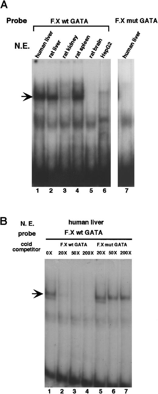 Fig. 1. The factor X promoter contains a canonical GATA site that binds a GATA factor in the liver. / (A) An oligonucleotide containing the GATA site from the factor X promoter, F.X wt GATA (−109 GCCTAAGCCAAGTGATAAGCAGCCAGACAA −80) was radiolabeled and incubated with 10 μg nuclear extracts from various tissues as indicated. F.X mut GATA contains a point mutation that changes GATA to CATA. An arrow indicates the position of the specific DNA-protein complex. (B) F.X wt GATA probe was incubated with liver extracts in the presence of molar excess of unlabeled competitors as indicated. The faster migrating band under the specific complex in lanes 1 and 5 is not always present and is considered nonspecific.