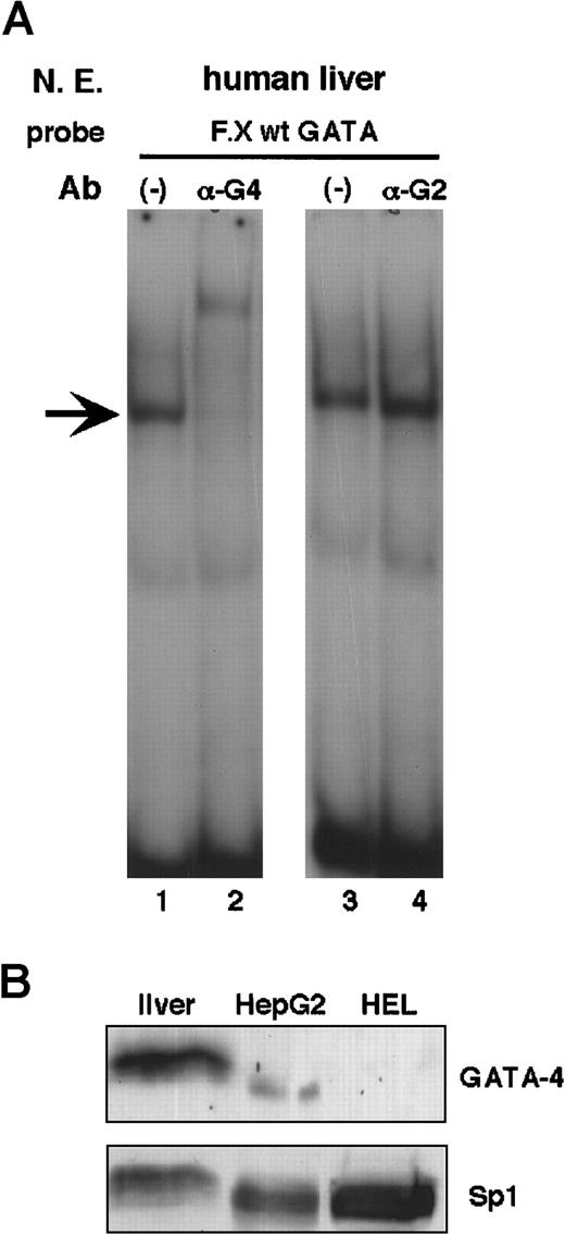 Fig. 2. The factor X GATA site binds GATA-4 from liver extracts. / (A) F.X wt GATA probe was incubated with 10 μg human liver nuclear extracts in the presence of 2 μg antibodies against GATA-4 (αG4) or GATA-2 (αG2). (B) Approximately 100 μg extracts from liver, HepG2, and human erythroleukemia (HEL) cells were analyzed on Western blots using antibodies (Ab) against GATA-4 and Sp1. HepG2 cells contain much less GATA-4 when compared to the liver. Control Western blot indicates that liver and HepG2 cells contain similar amounts of Sp1 in quality and quantity. HEL cell extracts serve as negative control because they do not contain GATA-4.
