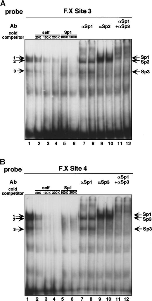 Fig. 4. Site 3 and site 4 from the factor X promoter bind Sp1/Sp3 from the liver. / (A) An oligonucleotide containing site 3 from the factor X promoter (−165 GTTCCCAGCGTGGTCACTCCCCTGCCTCGCCAG −132) was radiolabeled and incubated with 10 μg liver nuclear extracts. Lanes 2 to 6 contain molar excess of unlabeled competitor oligonucleotides from either site 3 itself or a consensus Sp1 binding site (5′ ATTCGATCGGGGCGGGGCGAGC 3′). Lanes 7 to 12 contain 2 μg antibodies against Sp1 and Sp3. (B) All lanes contain the same components as Figure 3A except that the probe was derived from site 4 (−191 TGCCTGGGGAAGGTGGGGCCAGAGTGG −169).