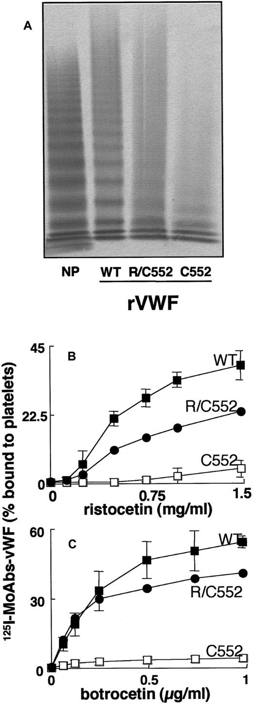 Fig. 4. Structural and functional characterization of rvWFs. / (A) Multimeranalysis. The samples were electrophoresed in 1.5% agarose gels. vWF was visualized using anti-vWF pAbs labeled with alkaline phosphatase. Binding of rvWFs to platelets in the presence of (B) ristocetin or (C) botrocetin. The binding was expressed as the percentage of platelet-bound radioactivity to total radioactivity. Non-specific binding estimated with conditioned media from mock-transfected cells was less than 2%. Results represent the mean ± SD of 3 experiments performed in duplicate. In the figure, ■ indicates WTrvWF; ●, R/C552rvWF; and □, C552rvWF.