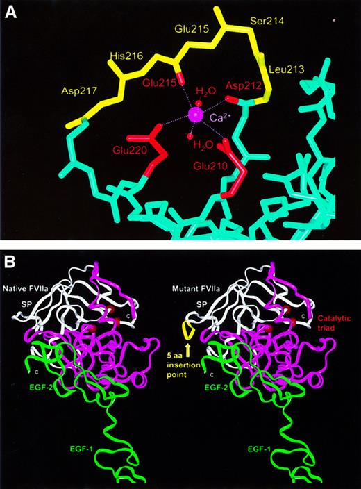 Fig. 1. Molecular graphic views of the 15-bp insertion mutation (L213-D217ins) in the VII catalytic domain. / (A) In native VIIa (PDB code, 1cvw), the polypeptide main-chain backbone is shown in light blue, with the exception of residues L213-D217, which are shown in yellow. The calcium ion is shown in magenta, with its 6 ligands being the side-chain carboxyl oxygen atoms of E210 and E220, the main-chain carbonyl oxygen atoms of D212 and E215, and 2 water molecules. With the exceptions of E210 and E220, the side chains are not shown. (B) Structural comparison of native VIIa (left) with a model of VIIa containing the 15-bp insertion mutation (right) (PDB code, 1dan). In native VIIa, the sequence of the β-strands G and H (underlined) and the loop between them isLIAVLGEHDLSEHDGDEQSRRVAQVIIP. In the mutant this sequence becomesLIAVLGEHDLSEHDLSEHDGDEQSRRVAQVIIP.7The 2 structures are shown in ribbon views, where the N-terminal and C-terminal subdomains of the catalytic domain are shown in white and magenta, respectively. The EGF-1 and EGF-2 domains are shown in green and are proximate to the 2 TF domains at the bottom (not shown). The insertion mutation is shown as a yellow ribbon, while the catalytic triad is represented by 3 red spheres on the opposite side of the domain to that of the 15-bp insertion.