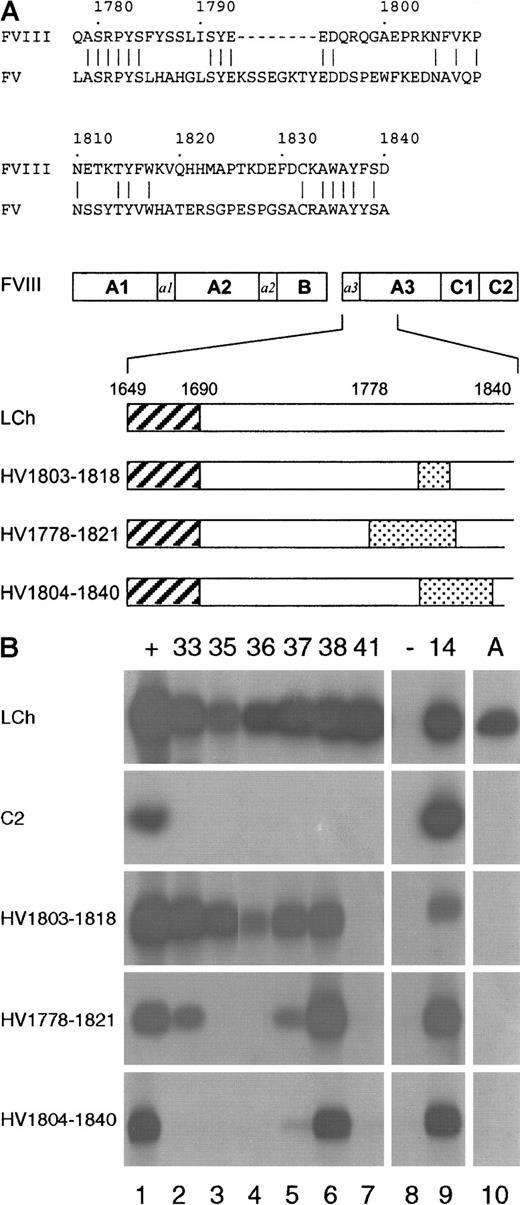 Fig. 2. Reactivity of isolated scFv with factor VIII/factor V light-chain hybrids. / (A) Below a sequence alignment of factor VIII region Q1778-D1840 with the corresponding sequence of factor V, a schematic representation of the hybrid factor VIII/factor V light-chain fragments used in this study is depicted. The regions R1803-K1818 (HV1803-1818), Q1778-H1821 (HV1778-1821), and K1804-D1840 (HV1804-1840) in the factor VIII light chain that have been replaced for the corresponding factor V sequence are indicated as dotted boxes. Hatched boxes correspond to the acidic region a3, composed of residues E1649-R1689. (B) Binding of scFv to recombinant factor VIII/factor V light-chain hybrids was assessed by immunoprecipitation. (Lane 1) positive (+) control (antibody CLB-CAg 117); (lanes 2-7) 33, 35, 36, 37, 38, and 41; scFv corresponding to clones KM33, KM35, KM36, KM37, KM38, and KM41; (lane 8) negative (−) control (scFv directed toward the A2 domain of factor VIII); (lane 9)14 positive control (scFv EL-14, directed toward the C2 domain of factor VIII); (lane 10) antibody (A) antibody CLB-CAg A. On the left, the used factor VIII fragments are indicated.