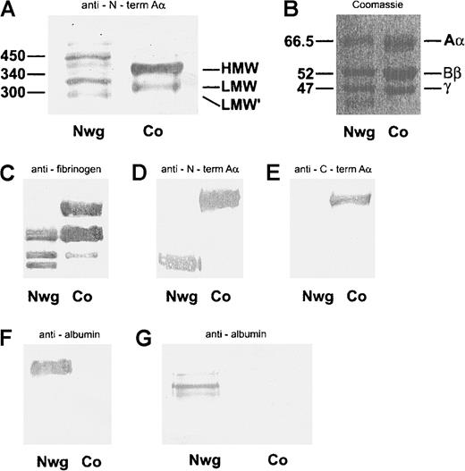 Fig. 2. Analysis of plasma fibrin monomers. / (A) Analysis of plasma run on a nonreduced 5% SDS-PAGE gel and immunoblotted with mAb Y18/HRP, directed against the N-terminus of the Aα-chain (A). (B-F) Coomassie staining of fibrin monomers run on a reduced 10% SDS-PAGE gel (B). Immunoblots of plasma, run on a reduced 10% SDS-PAGE gel, with rabbit-antihuman fibrinogen/HRP (C), mAb Y18/HRP directed against the NH2-terminus of the Aα-chain (D), G8/HRP directed against the COOH-terminus of the Aα-chain (E). Immunoblot of fibrin monomers with rabbit-antialbumin/HRP (F). Analysis of plasma run on a nonreduced 5% SDS-PAGE gel and immunoblotted with rabbit-antihuman albumin/HRP (G). Nwg indicates fibrin(ogen)Nieuwegein, and Co, control fibrin(ogen).