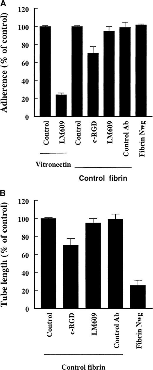 Fig. 5. Effect of c-RGD (10 μg/mL) and anti-αvβ3-antibody (LM609, 10 μg/mL) on the adherence to and invasion in fibrin matrices by hMVEC. / (A) Cells were allowed to adhere to vitronectin in the presence or absence of LM609 (10 μg/mL) or to fibrin in the presence c-RGD (10 μg/mL), anti-FITC mAb (10 μg/mL) (control Ab), and LM609 (10 μg/mL). Cells were also allowed to adhere to a matrix prepared from fibrinogenNieuwegein. After 2 hours the adhered cells were counted and expressed as percent of control (no addition). Results from 6 cultures in 3 independent experiments are given and expressed as mean ± SD. (B) The hMVEC were seeded on top of the fibrin matrices prepared from normal and fibrinogenNieuwegein and were stimulated to invade by 5 ng/mL bFGF and 1 ng/mL TNF-α alone or in the presence of c-RGD (10 μg/mL), anti-FITC (10 μg/mL), or LM609 (10 μg/mL). After 6 days the formed tube length was measured and expressed as percent of control (bFGF/TNF-α without addition of antibodies). Data are the mean ± SD of 6 cultures in 3 independent experiments. (*representsP < 0.05)