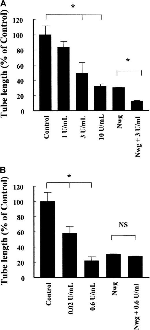 Fig. 7. Effect of factor XIIIa and tissue TG on the formation of capillary-like tubular structures in fibrin. / Fibrin matrices prepared from normal fibrinogen and fibrinogenNieuwegein were cross-linked by the addition of different concentrations of factor XIIIa (A) and tissue TG (B). The hMVEC were seeded on top of the fibrin and stimulated with 5 ng/mL bFGF and 1 ng/mL TNF-α to form invasive capillary-like tubular structures. The total length of capillary-like tubular structures was quantified after 4 days and expressed as percent of control (normal fibrin). Data are mean ± SD of 8 cultures in 4 independent experiments (* represents P < 0.05). NS indicates not significant.