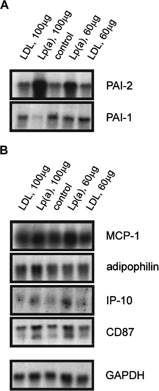 Fig. 3. Northern blot analysis of Lp(a)-sensitive genes and genes not regulated by Lp(a). / Elutriation-purified monocytes from controls with low Lp(a) were incubated with purified LDL (100 μg/mL) and (60 μg/mL), purified Lp(a) (100 μg/mL) and (60 μg/mL) in 20% autologous serum or in 20% serum alone (control) for 18 hours. Total RNA was isolated and the expression of Lp(a)-sensitive genes (A) PAI-2, PAI-1, and genes not regulated by Lp(a) (B) MCP-1, adipophilin, IP-10, CD87, and GAPDH was analyzed.