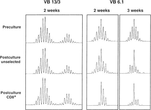 Fig. 5. TCR BV spectratyping results for 3 BV gene family members from a single patient. / Full BV spectratypes were generated for preculture, postculture unselected, and postculture CD8+ selected samples. In most cases, postculture spectratype appearances were similar to preculture appearances, as is shown for BV13 and BV3 (in duplex PCR reactions). Some spectratypes had one or more dominant size-class peaks after culture and this was often more pronounced after selection for cells bearing CD8 and with increasing culture duration, as is shown for BV6.1 after 2 and 3 weeks of culture.