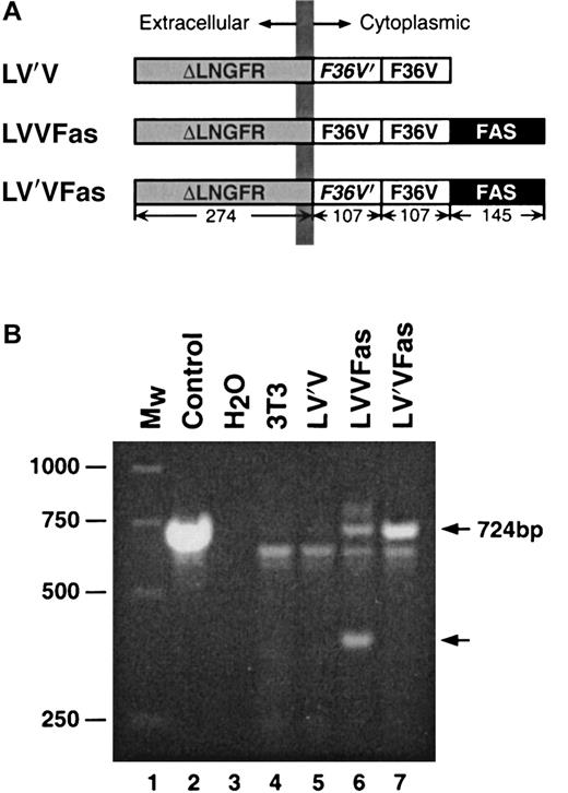 Fig. 1. Fas constructs and PCR analysis. / (A) Schematic of Fas constructs. The constructs LV′V, LVVFas and LV′VFas contain combinations of the following elements, as indicated: ΔLNGFR, the extracellular and transmembrane domains (residues 1-274) of the human low-affinity nerve growth factor receptor; F36V, Phe36 → Val36 point mutant of human FKBP12;F36V′, codon-wobbled F36V; FAS, cytoplasmic domain (residues 175-319) of human Fas. Sizes (in amino acids) of the individual components are indicated. Expression of the transgenes was driven by the MoMLV LTR using the retroviral vector pMX. (B) PCR analysis of FKBP region in Fas-transduced NIH 3T3 cells. Fas-transduced 3T3 cells were lysed, and the integrity of the FKBP region of the Fas transgene was analyzed by PCR. Lane 1, molecular weight standard; lane 2, control LV′VFas plasmid; lane 3, no DNA control; lane 4, untransduced 3T3 cells; lane 5, LV′V-transduced 3T3 cells; lane 6, LVVFas-transduced 3T3 cells; lane 7, LV′VFas-transduced 3T3 cells. Arrows on the right indicate the sizes of the expected band (724 bp) and a band truncated by approximately 300 bp.