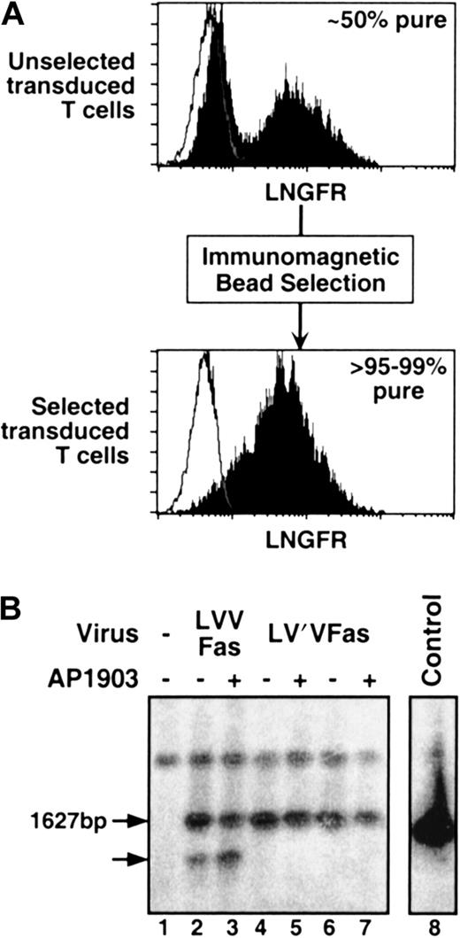 Fig. 2. Immunomagnetic selection and Southern blot analysis. / (A) Immunomagnetic selection of Fas-engineered T lymphocytes. Fas-transduced primary human T lymphocytes were selected with anti-LNGFR–coated magnetic beads, as described in “Materials and methods.” Before selection, cells were 10% to 50% LNGFR-positive; after selection, they were routinely more than 95% to 99% pure. Histogram plots show the LNGFR staining profile of transduced (filled histograms) and untransduced cells (open histograms). (B) Southern blot analysis of Fas-transduced T lymphocytes. Immunomagnetically sorted, Fas-transduced primary human T lymphocytes were either challenged with 10 nM AP1903 for 10 days (+) or left unchallenged (−). DNA was digested with XbaI, separated by electrophoresis and probed with an FKBP–Fas-specific probe. Lane 1, untransduced control lymphocytes; lanes 2 and 3, LVVFas-transduced lymphocytes; lanes 4 and 5, donor A LV′VFas-transduced lymphocytes; lanes 6 and 7, donor B LV′VFas-transduced lymphocytes; lane 8, control plasmid. Arrows indicate the size of the expected band (1627 bp) and a band truncated by approximately 300 bp.