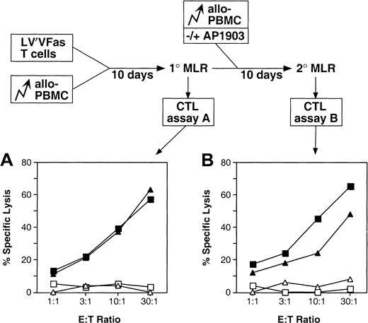 Fig. 7. Immune potential of Fas-engineered T lymphocytes. / A schematic illustration of the mixed lymphocyte reactions carried out is shown (see also “Materials and methods”). Untransduced or LV′VFas-transduced primary human T cells were incubated with allogeneic PBMC for 10 days (1° MLR). Cultures were divided in half, and a second MLR was performed by another addition of allo-PBMC and in the absence or presence of 10 nM AP1903 (2° MLR). The cytotoxic activity of equivalent numbers of cells from the 1° MLR or the 2° MLR was measured in a standard chromium release assay. (A) Cytotoxic T-lymphocyte (CTL) assay with cells from the 1° MLR: specific antiallo (▴) and antiautologous (▵) response of LV′VFas-engineered cells; and specific antiallo (▪) and antiautologous (■) response of untransduced cells. (B) CTL assay with cells from the 2° MLR: specific antiallo response of LV′VFas-engineered cells cultured in the absence (▪) or the presence (▴) of 10 nM AP1903; and antiautologous control response of LV′VFas-engineered (▵) and untransduced cells (■).