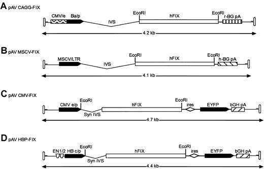 Fig. 1. Structure of rAAV hFIX vector plasmids. / (A) Recombinant AAV plasmid pAV CAGG-FIX consists of CMV-IE enhancer, β-actin promoter, a chicken β-actin/rabbit β globin composite intron (CAGG), 1.6-kb human FIX cDNA (hFIX) and a rabbit β globin polyadenylation signal (hatched box) flanked by the AAV inverted terminal repeats (ITR shown as hairpin loop). (B) pAV MSCV-FIX expression cassette consists of the 5′ murine stem cell leukemia virus (MSCV) long terminal repeat (LTR) together with its splice signals (IVS), hFIX cDNA and a human β globin polyadenylation signal (hatched box) flanked by the AAV ITRs. (C) In pAV CMV-FIX-YFP, the CMV IE enhancer/promoter (CMVe/p) is followed by a synthetic intron that promotes efficient splicing (syn IVS). The promoter controls the expression of a bicistronic transcript encoding the hFIX gene and the enhanced yellow fluorescence protein (EYFP) gene separated by the encephalomyocarditis virus internal ribosomal entry site (ires). Transcription in this cassette is terminated by the bovine growth hormone polyadenylation signal (bGH pA, hatched box). (D) pAV HBPC FIX is identical to rAAV CMV-FIX except that the bicistronic transcript is under the control of the hepatitis B enhancer I and II region (ENI and ENII) and pre-core promoter derived from the hepatitis B viral (subtype ADW) genome. The EcoRI restriction enzyme used to generate the hFIX fragment is shown. The arrow beneath the construct indicates the size of the individual rAAV expression cassettes.