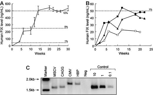 Fig. 3. Activity of rAAV-hFIX vectors in murine livers. / In vivo activity of rAAV CAGG-FIX (n = 6; A) was compared with the 3 other vector constructs (B: CMV, solid squares, n = 5; MSCV, open squares, n = 5; HBP, triangles, n = 6) following a single injection of 1 × 1011 vector particles into the portal vein of 7- to 10-week-old male C57Bl/6 SCID mice. Mice were bled at the indicated number of weeks following vector administration and assayed for hFIX, using an ELISA. The results are represented as means with standard error. (C) Southern blot analysis of total DNA isolated from the liver of mice 22 weeks following administration of 1 × 1011vectors particles of each rAAV-hFIX vectors. DNA samples were digested with EcoRI, transferred to nitrocellulose membrane by Southern blot procedure, and then hybridized with a 32P radiolabeled 1.5-kb hFIX cDNA probe. From right to left, lane 1 = markers, lane 2 = rAAV-FIX construct containing the MSCV promoter, lane 3 = CAGG promoter, lane 4 = CMV promoter, lane 5 = HBP promoter, lane 6 = DNA from a mock transduced mouse, and lanes 7 to 9 = control mouse DNA spiked with 10, 1, and 0.1 copies per diploid genome of plasmid pAV CAGG-FIX digested withEcoRI.