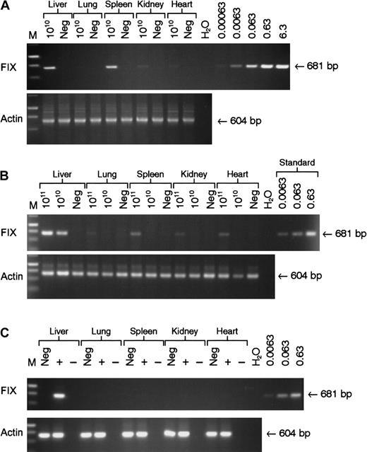 Fig. 5. Analysis of biodistribution and transgene expression following tail and portal vein administration of rAAV vector. / Mock transduced (neg) and rAAV CAGG-FIX transduced C57BL/6 SCID mice were killed 22 weeks after vector administration. Genomic DNA and RNA were isolated from the indicated organs. Genomic DNA (1 μg) was used for PCR amplification, using primers unique to hFIX designed to amplify a 681-bp product. Proviral copy number was deduced from standards, which consisted of serial dilutions of vector DNA (6.3 × 10−4 to 6.3 copies) in 1 μg negative genomic DNA. Integrity of DNA was determined by amplifying a 604-bp region of the murine β-actin gene and is shown at the bottom of each panel. (A) PCR amplification of genomic DNA from mice following tail vein administration of 5 × 1010 rAAV CAGG-FIX vector genomes compared with control; (B) PCR amplification of genomic DNA extracted from mice following portal vein injection of either 1 × 1011 or 5 × 1010 rAAV CAGG-FIX vector genomes compared with control (neg); (C) Expression analysis of hFIX mRNA by RT-PCR following portal vein injection of 1 × 1011 rAAV CAGG-FIX particles or mock transduced mice (neg). RNA samples were amplified with (+) and without (−) RT to exclude genomic DNA amplification.
