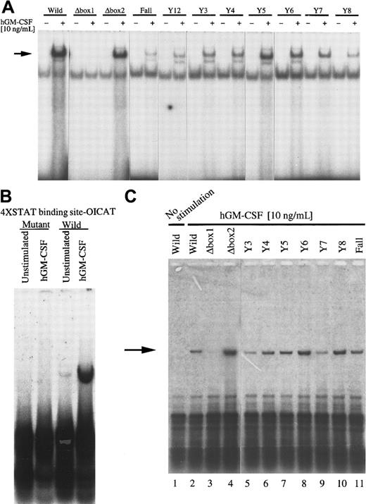 Fig. 1. Activation of STAT5 DNA binding and STAT-dependent Py origin replication in BA/F3 cells through a series of mutants of hGM-CSFR. / (A) BA/F3 cells expressing wild-type α subunit and various β mutants were depleted of mIL-3 for 5 hours and restimulated with hGM-CSF (10 ng/mL) for 15 minutes. Gel shift assay was done using an oligonucleotide corresponding to the STAT binding site. Arrow indicates specific STAT binding complex to the probe. (B) Plasmid containing 4 tandem repeats of STAT5 binding sites or mutant STAT5 binding sites fused to Py virus replication origin were transfected to Ba/F-wild cells and left for 5 hours in depletion media. Cells were restimulated with hGM-CSF (10 ng/mL) and harvested after 24 hours of incubation, followed by replication assay. Transfected plasmids were extracted using Hirt solution and digested with DpnI, which selectively degrades an unreplicated plasmid, and then the plasmids were separated through an agarose gel and analyzed by Southern blotting. (C) Plasmid containing wild-type STAT5 binding site followed by Py virus replication origin was transfected to BA/F3 cells expressing various hGM-CSFR mutants, and replication induced by hGM-CSF was analyzed as described above. Arrow indicatesDpnI-resistant replicated bands.