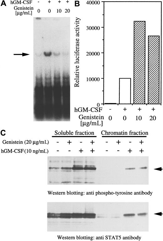 Fig. 2. Characterization of Py origin-dependent replication by activation of STAT5. / Plasmids containing 4 tandem repeats of STAT5 binding sites fused to Py virus replication origin (A) or luciferase (B) were transfected to BA/F-wild cells. Cells were restimulated with hGM-CSF (10 ng/mL) and harvested after 24 hours of incubation. The tyrosine kinase inhibitor genistein (10 or 20 μg/mL) was added 30 minutes before restimulation. Either DpnI (A) or luciferase assay (B) was done as described in “Materials and methods.” Arrow in (A) indicates the replicated plasmid. (C) Subcellular translocation of STAT5 by hGM-CSF in the presence or absence of hGM-CSF. Cells were stimulated with hGM-CSF (10 ng/mL) in the presence or absence of genistein (20 μg/mL) and separated into soluble and chromatin fractions. Recovery of STAT5 in these fractions was analyzed by Western blotting with anti-STAT5 or phosphotyrosine antibodies.