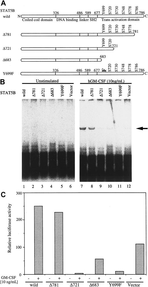 Fig. 3. Requirement of a region of STAT5 for Py origin-dependent replication. / (A) Mutants with deletion or Y-residue point mutation are shown schematically. The mutant STAT5 was transfected with 4XSTOICAT (B) or 4XST-Luc (C) into BA/F-wild cells, and the cells were depleted of mIL-3 for 5 hours. hGM-CSF (10 ng/mL) was added and culture was continued for another 24 hours. Cells were harvested, and DpnI (B) or luciferase (C) assay was done as described in “Materials and methods.” Arrow in (B) indicates the replicated plasmid.
