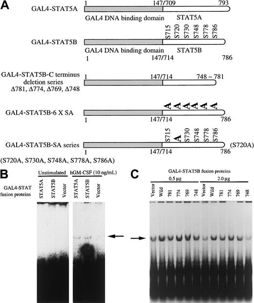 Fig. 5. Activation of Py replicon by GAL4–STAT fusion protein. / (A) Schematic diagram of GAL4–STAT fusion proteins used. (B) GAL4–STAT5A or GAL4–STAT5B was transfected with Py LTag and pPyG5OICAT, which contains a 5-tandem repeat of GAL4 binding site and Py replication origin, into BA/F3 cells. After 24 hours of culture, replication was analyzed by DpnI assay. The replicatedDpnI-resistant plasmid is indicated by the arrow. (C) The indicated doses of GAL4–STAT5 or its mutants were transfected with SRα-LTag and pPyG5OICAT into BA/F-wild cells. After 24 hours of stimulation, DpnI assay was done.