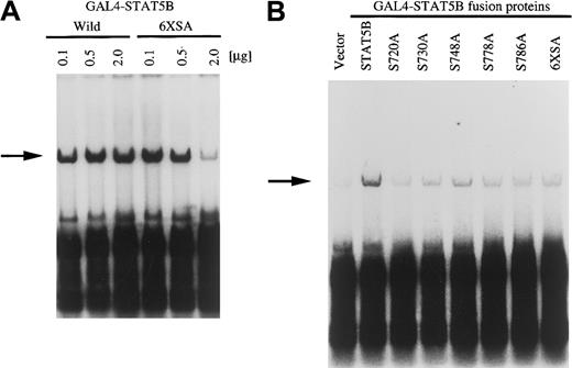 Fig. 6. Role of S residues of STAT5 for initiation of Py replication. / (A) Various amounts of GAL4–STAT5B-wild or GAL4–STAT5B-6XSA were transfected to BA/F-wild cells together with SRα-LTag and pPyG5OICAT. (B) Two micrograms of GAL4–STAT5B or GAL4–STAT5B S-residue mutants were transfected with SRα-LTag and pPyG5OICAT. Cells were cultured for 24 hours in the presence of hGM-CSF (10 ng/mL). Replication was analyzed by DpnI assay. The arrows indicate replicated plasmid.