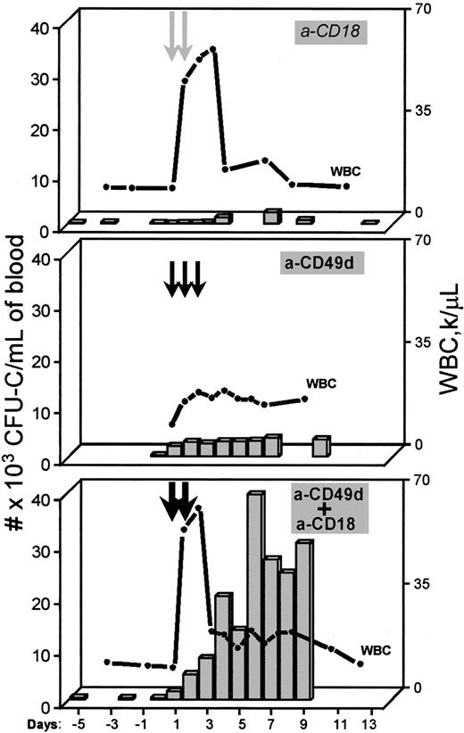 Fig. 3. Mobilization in monkeys with anti-CD18 alone, anti-VLA4 alone, or anti-CD18 in combination with anti-VLA4 at standard doses of 2 mg/kg. / The top panel shows WBCs and CFU-C per milliliter of blood from a monkey treated with 2 injections (arrows) of anti-CD18. The middle panel shows results representing the mean of 3 experiments with monkeys given 3 injections of the humanized anti-α4, and the monkey in the lower panel was given 2 injections of both the anti-β2 and humanized anti-α4 antibodies concurrently (dark arrows).