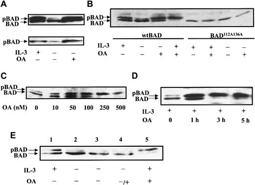 Fig. 1. Okadaic acid inhibits BAD dephosphorylation. / (A) FL5.12BCL-XL/BAD cells were treated with 0.5 μM OA or dimethyl sulfoxide (DMSO) for 4 hours in the presence (+) or absence (−) of IL-3. Cell lysates were analyzed by Western blotting. The blot was first probed with monoclonal anti-BAD Ab 31420 (upper panel), then reprobed with antiphospho serine 112 BAD Ab (lower panel). pBAD, phosphorylated BAD. (B) FL5.12BCL-XL/BAD (wt BAD) and cells expressing the phosphorylation-defective BAD mutant (BAD112A136A) were treated with 0.5 μM OA with (+) or without (−) IL-3 for 3 hours, and analyzed by Western blotting using polyclonal anti-BAD Ab C20. (C) FL5.12BCL-xL/BAD cells were treated with indicated doses of OA in the presence of IL-3 for 3 hours and analyzed by Western blotting using anti-BAD Ab 31420. (D) Cells were treated with 0.5 μM OA for the times indicated and analyzed by Western blotting as above. (E) BAD phosphorylation induced by OA is the result of inhibition of BAD phosphatase activity, not indirect activation of kinases. FL5.12BCL-XL/BAD cells were grown in the presence (lanes 1, 5) or absence of IL-3 (lanes 2-4) for 3 hours. Cells in lanes 3 to 5 were then treated with DMSO (lane 3) or 0.5 μM OA (lanes 4, 5) for another 3 hours. Lysates were analyzed by Western blotting as above.