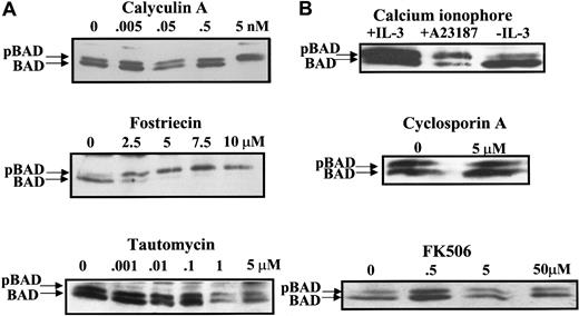 Fig. 2. PP2A-selective inhibitors block BAD dephosphorylation in vivo. / (A) FL5.12BCL-XL/BAD cells were treated with PP1 and PP2A inhibitors calyculin A, fostriecin, and tautomycin in the presence of IL-3 for 3 hours. BAD was analyzed by Western blotting as in Figure1. (B) Cells were treated with an activator (2 μM A23187) or an inhibitor (cyclosporin A or FK506) of PP2B (calcineurin) and analyzed for BAD by Western blotting.