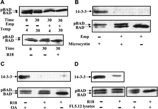 Fig. 4. 14-3-3 prevents BAD dephosphorylation in vitro. / (A) FL5.12BCL-XL/BAD lysates were prepared in phosphatase buffer A with or without 1% empigen BB (Emp) (upper panel) or 25 μM R18 peptide (lower panel). BAD dephosphorylation was carried out for 30 minutes at 4°C or 30°C, followed by Western blotting for BAD. (B) BAD was immunoprecipitated by polyclonal C20 Ab from FL5.12BCL-XL/BAD cells in isotonic IP buffer with or without 1% empigen BB (Emp), in the presence or absence of 0.1 μM microcystin, and the immunocomplexes were analyzed by Western blotting. BAD was detected by monoclonal Ab 31420. The same blot was probed for 14-3-3 using polyclonal Ab K-19. (C) BAD was immunoprecipitated in isotonic buffer with or without 25 μM R18 peptide, in the presence or absence of 1 μM okadaic acid (OA), and analyzed by Western blotting as in panel B. (D) BAD was immunoprecipitated in isotonic buffer, R18 peptide was or was not added to the BAD immunocomplex, which was washed, and 40 μg FL5.12 lysate was added and incubated at 30°C in phosphatase buffer B. Reaction products were analyzed by Western blotting for BAD and 14-3-3 as in panel B.